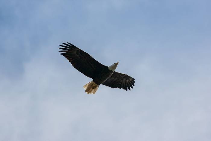 Bald Eagle, USA shutterstock_794529091.jpg