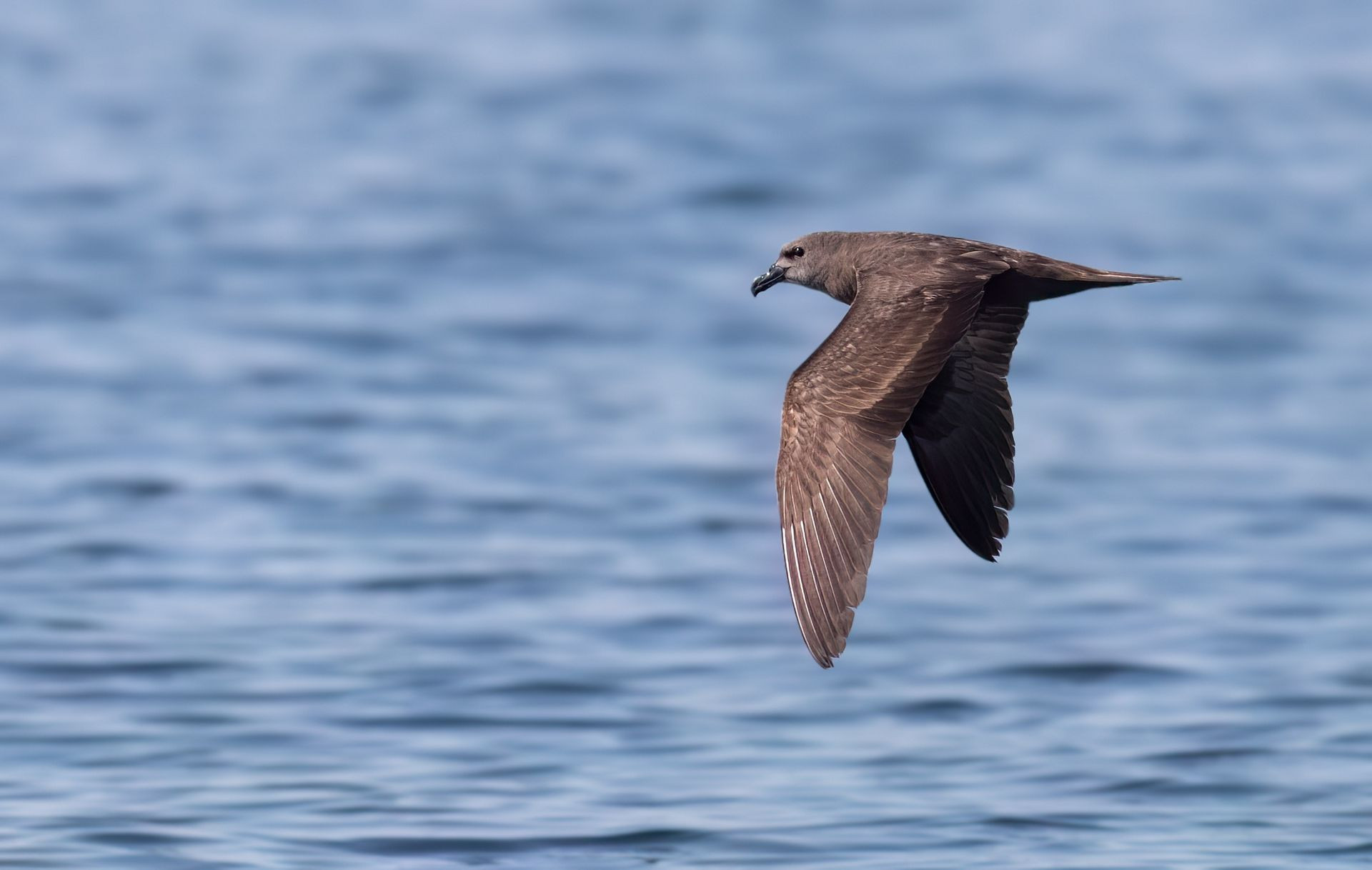 Jouanin's Petrel Image
