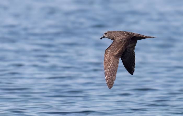 Jouanin's Petrel © Chris Griffin, November '25 tour.jpg
