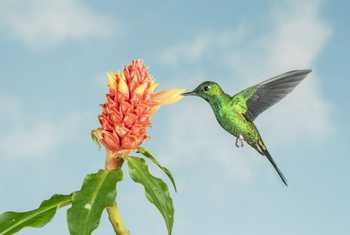 Green-crowned Brilliant, Bosque de Paz, Costa Rica, 7 April 2022, KEVIN ELSBY FRPS.jpg