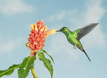 Costa Rica - A Wildlife Photography Tour