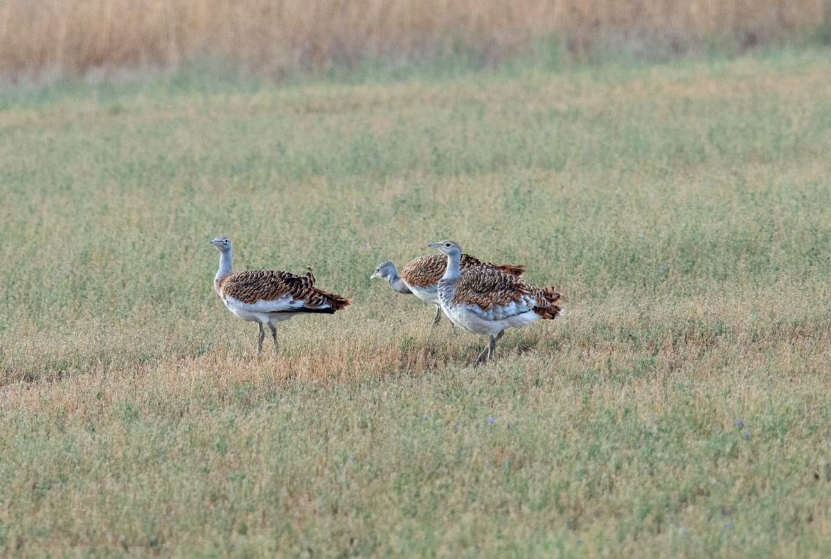 Great Bustard, Hungary shutterstock_1207019896.jpg