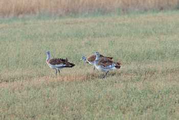 Great Bustard, Hungary shutterstock_1207019896.jpg