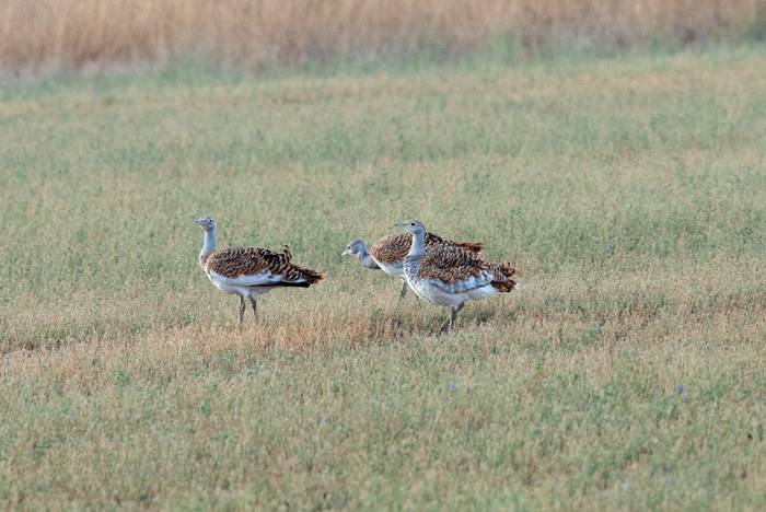 Great Bustard, Hungary shutterstock_1207019896.jpg