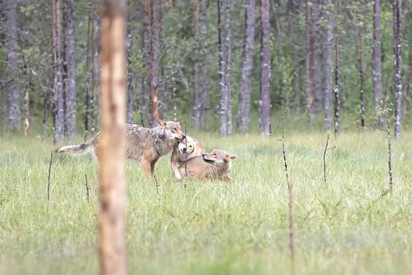 Wolf Pack (Jan Kelchtermans) Image