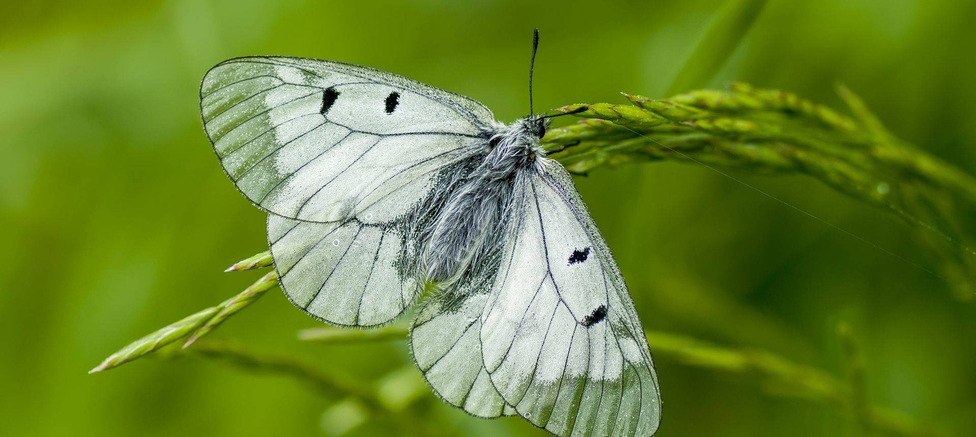 France - Butterflies of the Pyrenees - Naturetrek