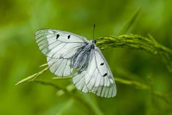 Clouded Apollo Butterfly Shutterstock 566512588