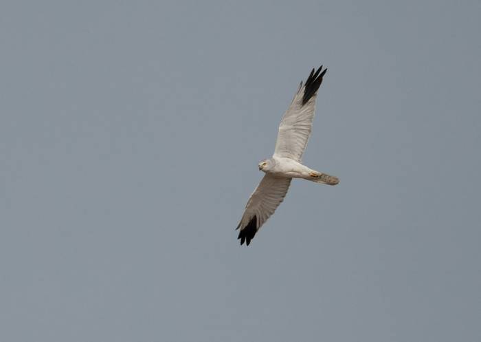 Pallid Harrier shutterstock_1948316488.jpg