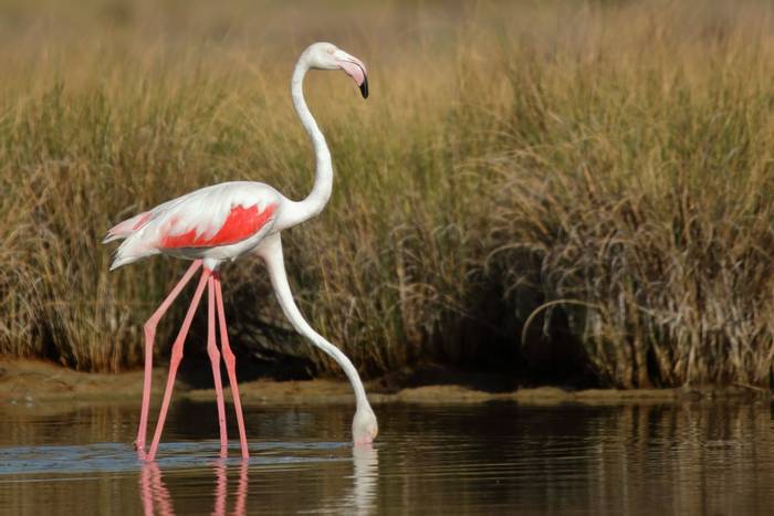 Pair of Flamingos, Coto Doñana, Spain shutterstock_1744337981.jpg