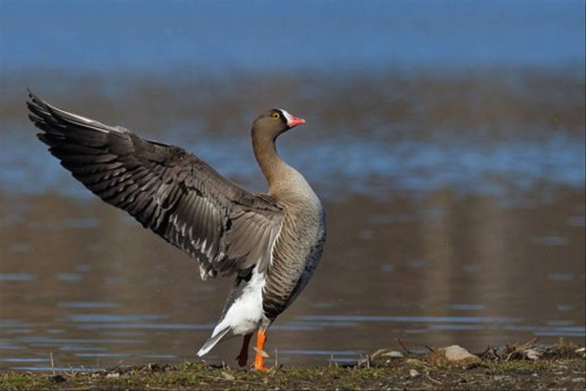 Lesser White-fronted Goose (Stefan Oscarsson)