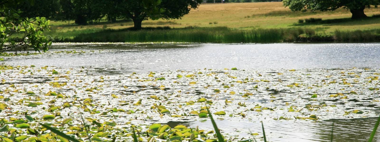 Lake at Parham House.JPG
