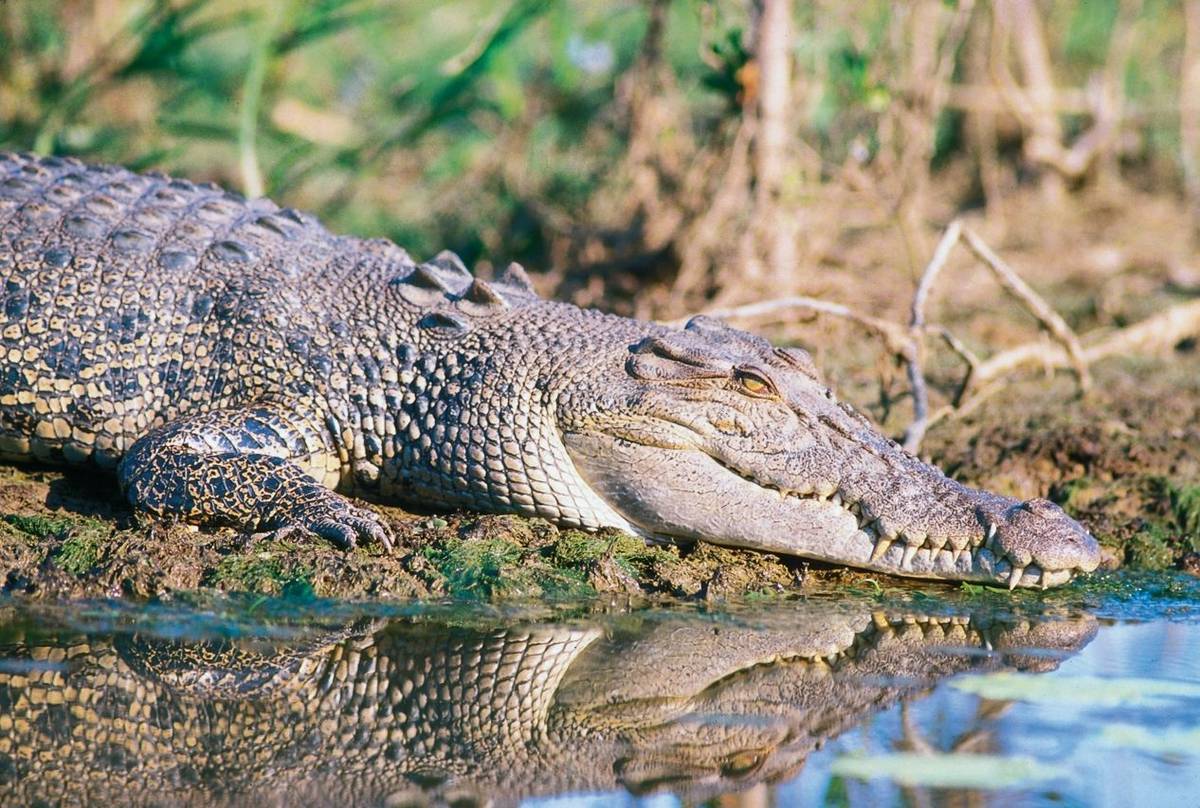 Saltwater Crocodile