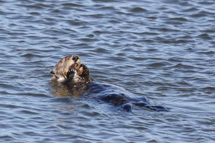 Female Sea Otter (Brian West)