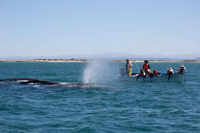 Grey Whale and clients (Sara Frost).jpg