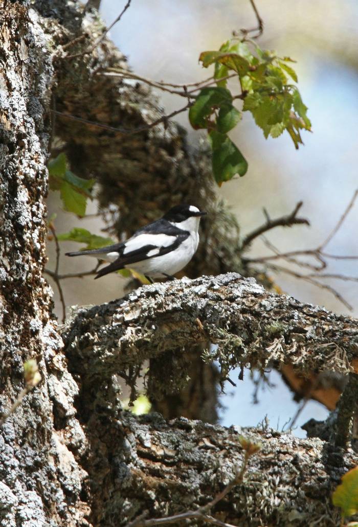 Atlas Flycatcher