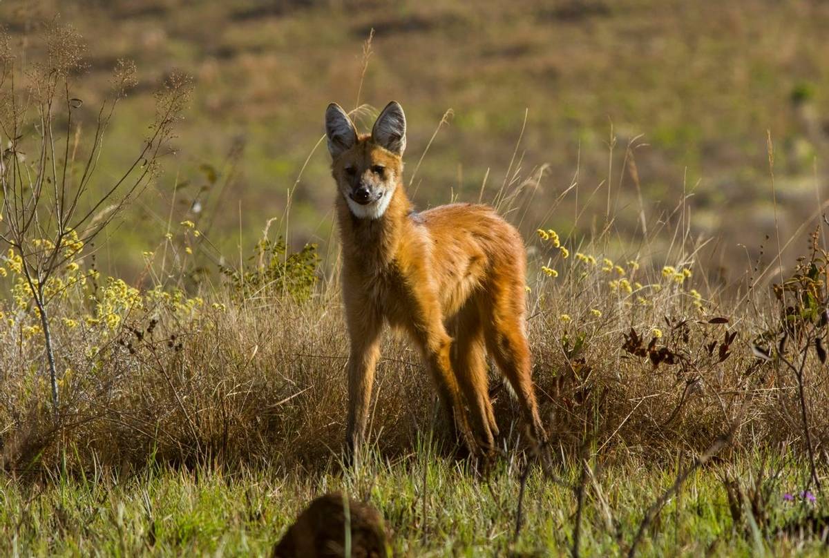 Maned Wolf shutterstock_1660516966.jpg