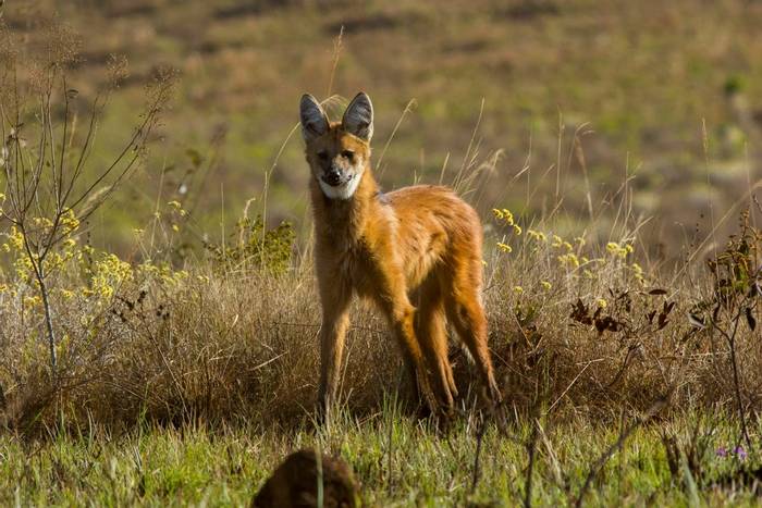 Maned Wolf shutterstock_1660516966.jpg