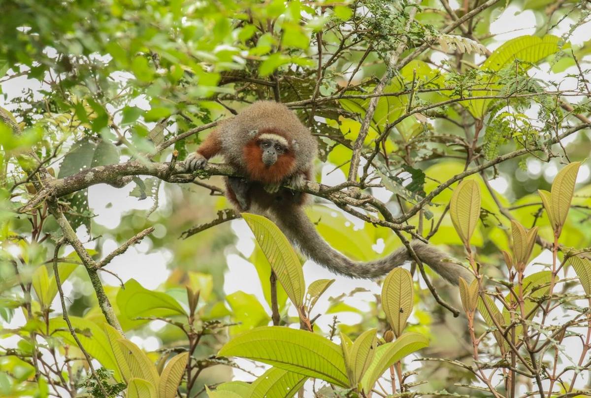 Ornate Titi (Robin Smith).jpg