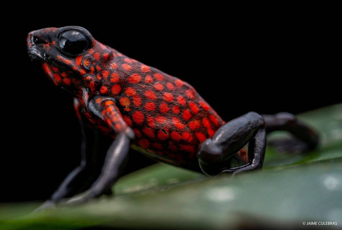 Diablito ‘Little Devil’ Poison Frog (Oophaga sylvatica) - Jaime Culebras