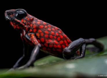 The Reptiles & Amphibians of Ecuador