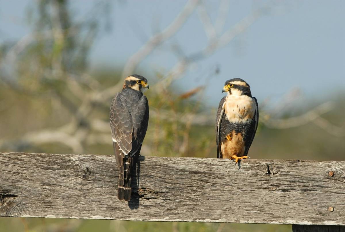 Aplomado Falcon Shutterstock 177436865