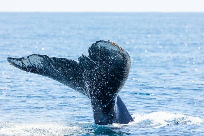 Humpback Whale (Sara Frost) (2).jpg