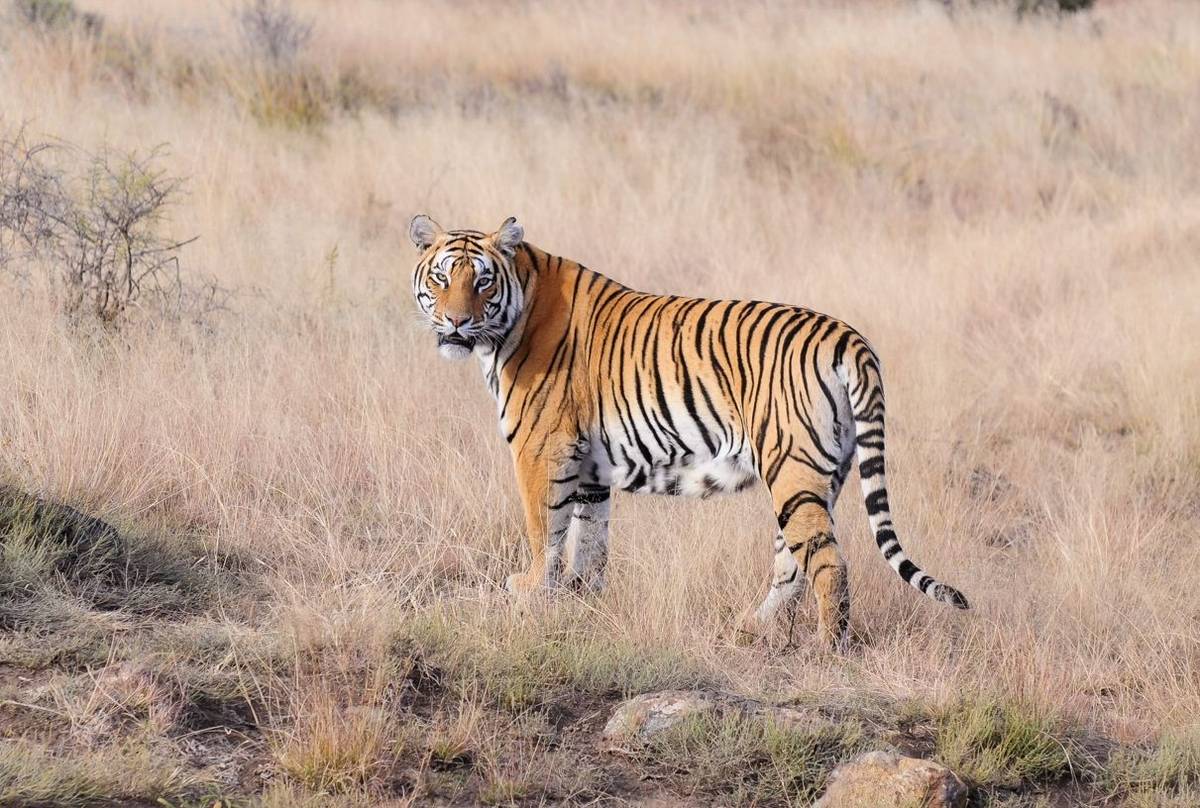 Tiger