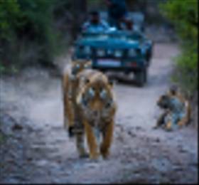 Ranthambore National Park: Hotel Stay & Tour