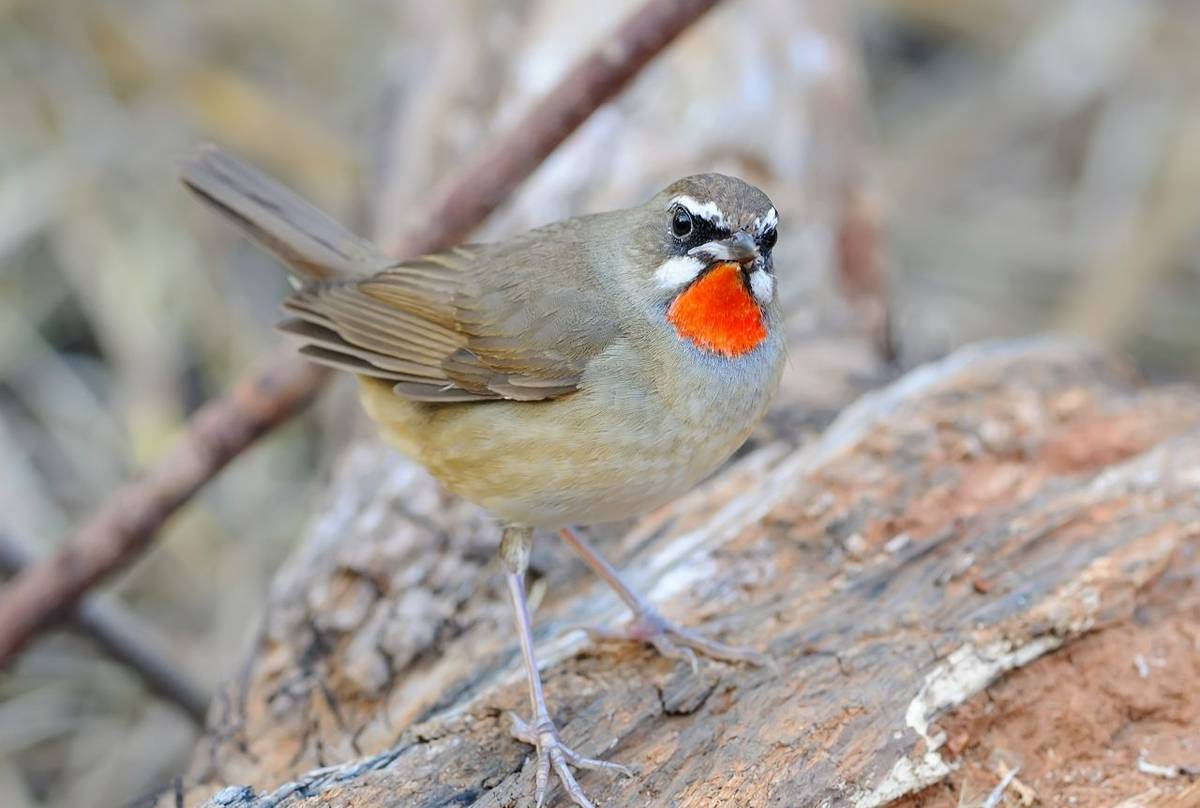 Siberian Rubythroat shutterstock_214721539.jpg