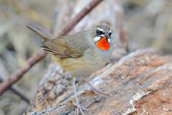 Siberian Rubythroat shutterstock_214721539.jpg