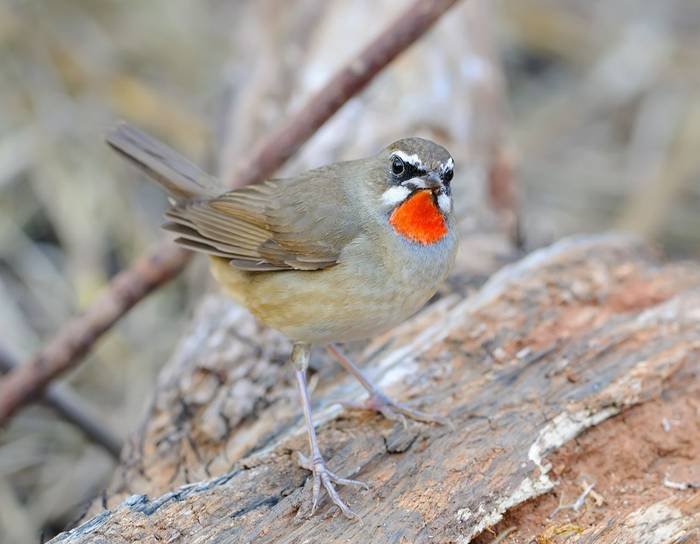 Siberian Rubythroat shutterstock_214721539.jpg