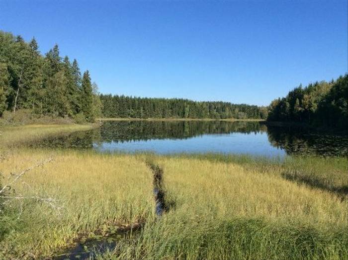 Forest lake in Bergslagen (Daniel Green)