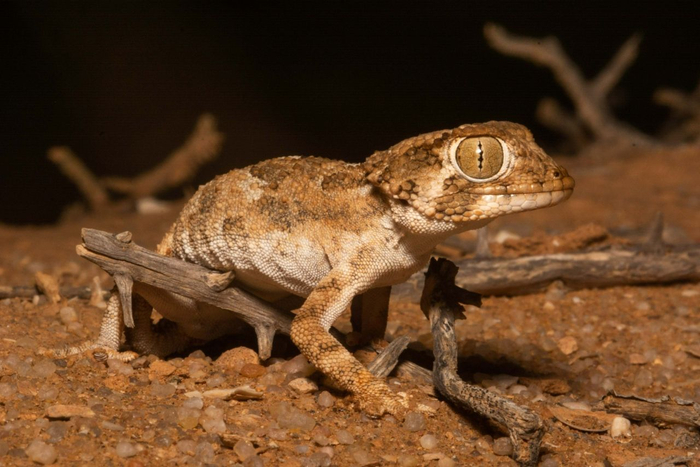 Helmethead Gecko (Tarentola chazaliae) © Jesse Erens Image