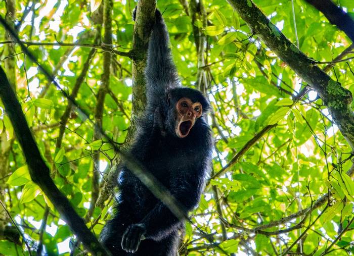Guianan Black Spider Monkey.jpg