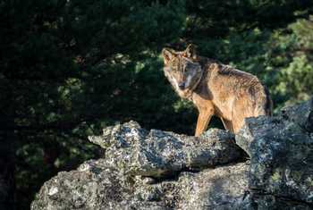 Iberian Wolf, Spain Shutterstock 557649358
