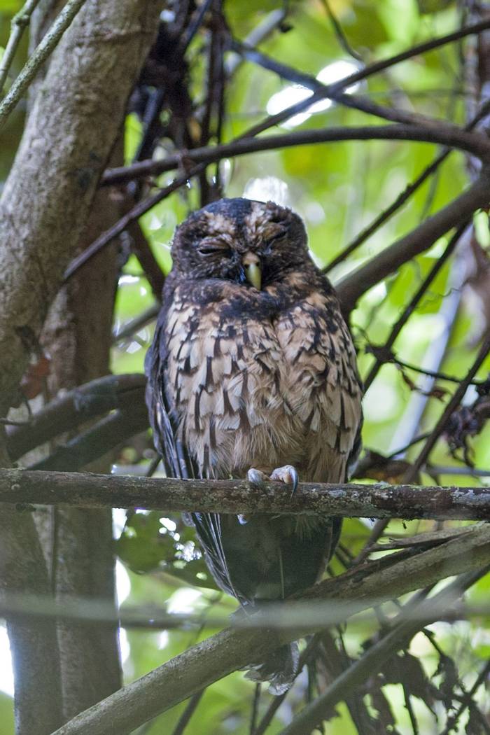 Tropical Screech-Owl (Tarina Hill)