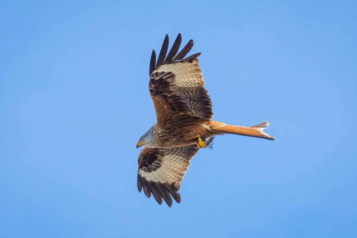 Wildlife - Red Kite - Pixabay2204781.jpg