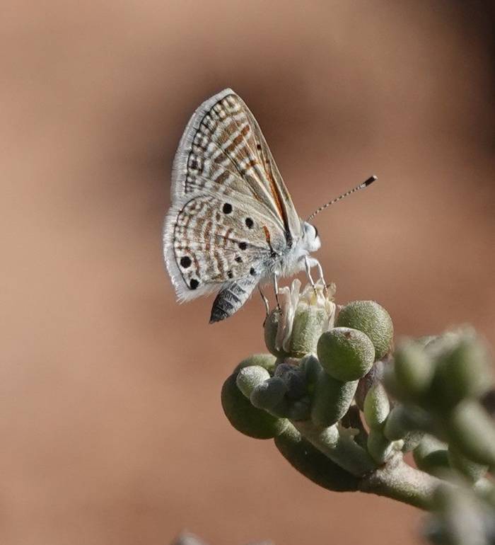 Desert Babul Blue © Martin Pitt, December 2025 tour