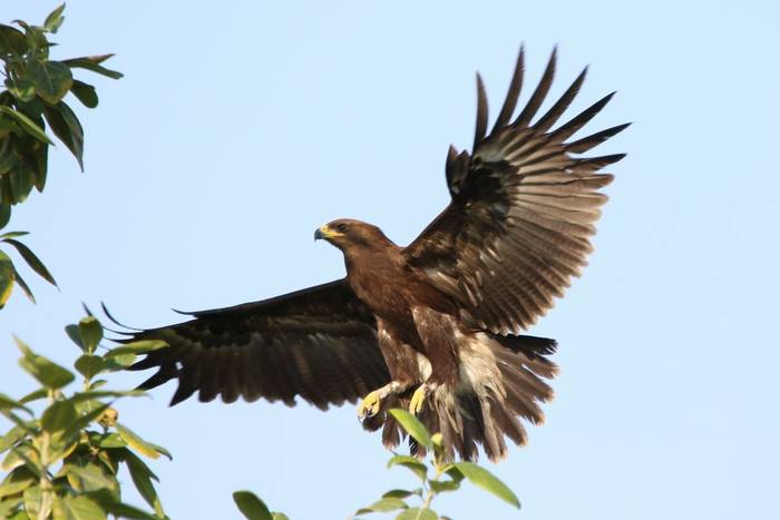 Greater Spotted Eagle © Tim Young, November 2024 tour