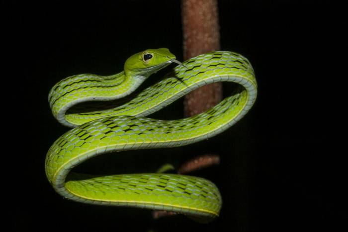 Green Vine Snake (Ahaetulla prasina) © C.Ryan