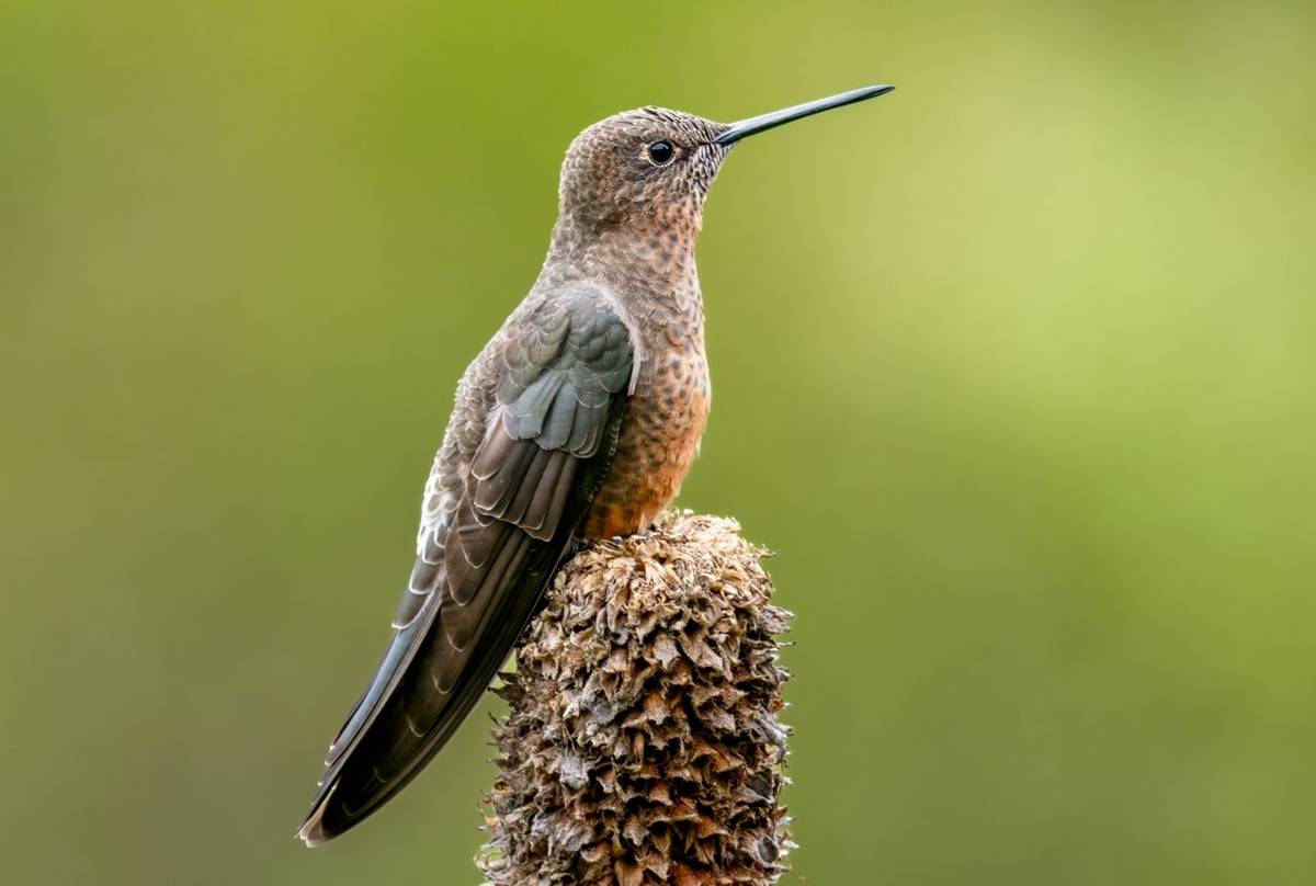 Giant Hummingbird, Bolivia