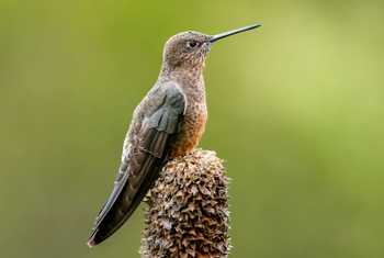Giant Hummingbird, Bolivia