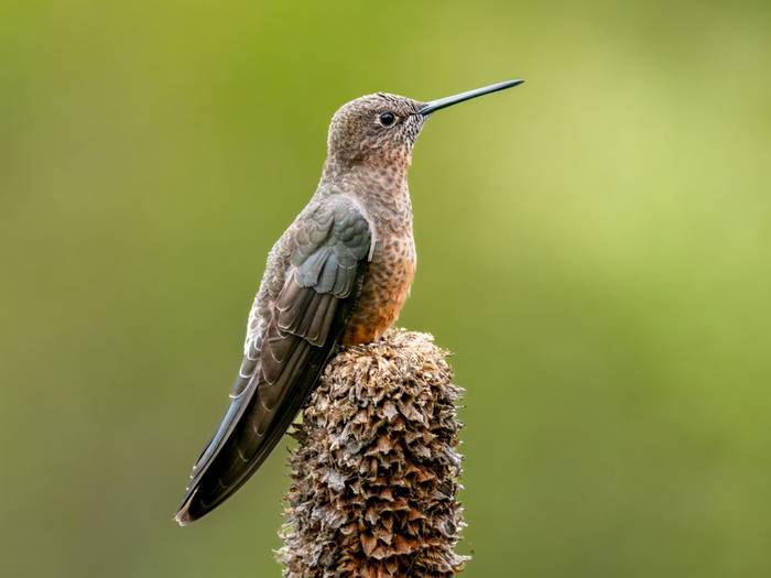 Giant Hummingbird, Bolivia
