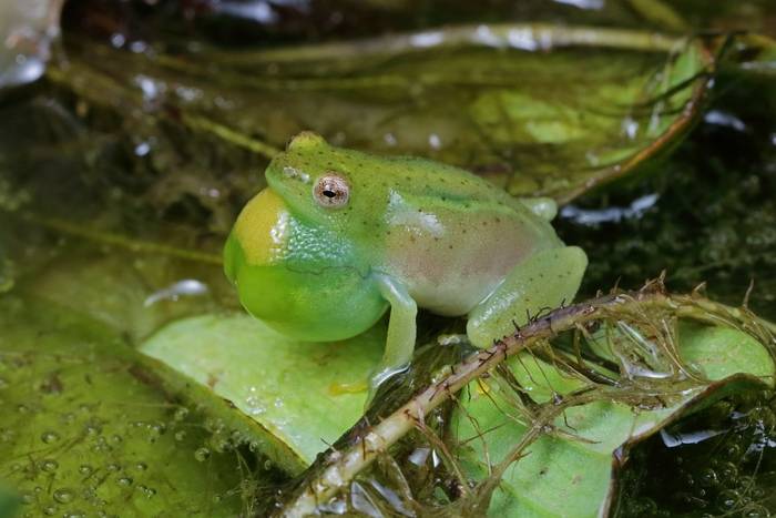 Water Lily Reed Frog (Hyperolius pusillus) © Laura and Bobby Bok, April 2023