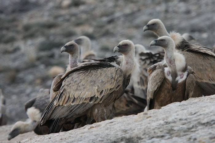 Griffon Vultures (John Willsher)