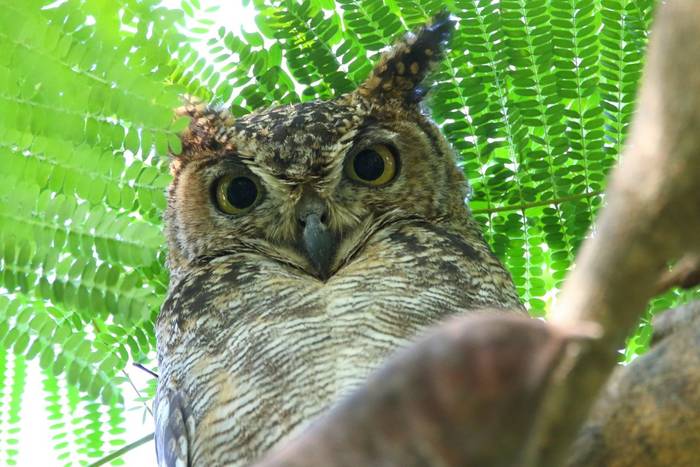 Arabian Eagle Owl © Tim Young, November 2024 tour