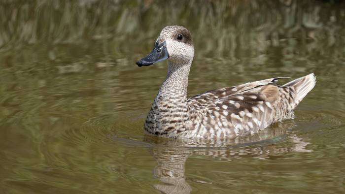 Marbled Duck (Simon Tonkin).jpg