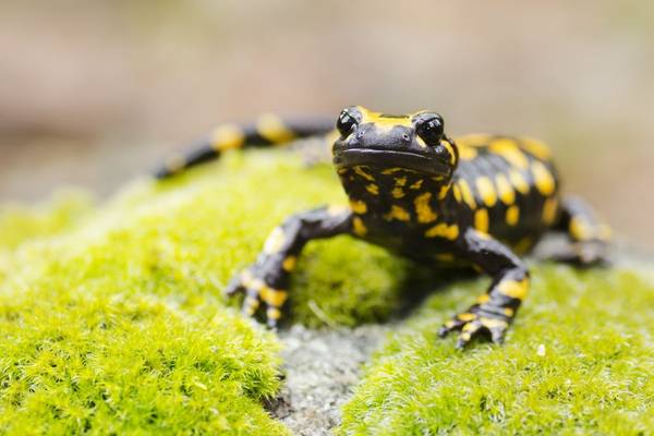 Fire Salamander (Corsica) shutterstock_486809287.jpg