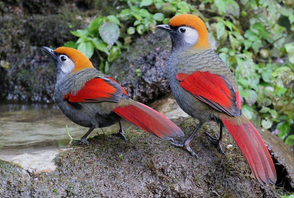 Red-tailed Laughing-thrushes