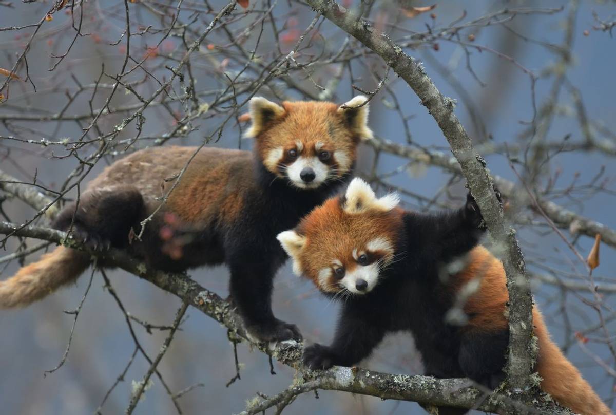 Red Pandas (Hugh Lansdown)